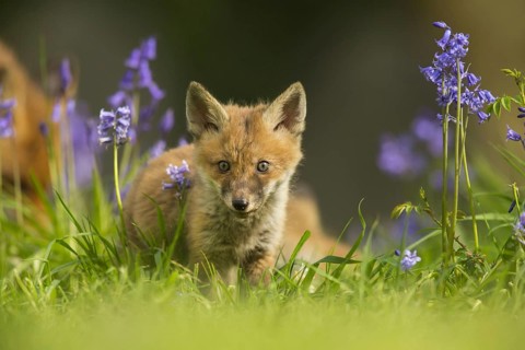 European Red Fox