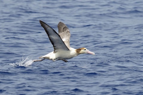 Adult short-tailed albatross