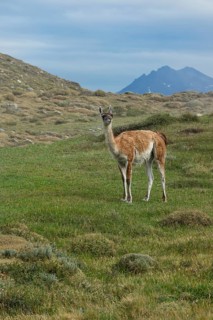 Guanaco