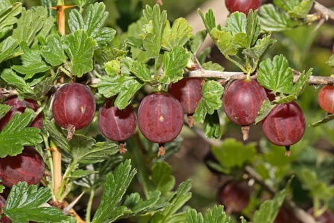 Gooseberry