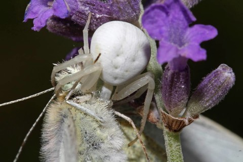 Variable crab spider