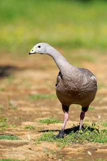 Cape barren goose