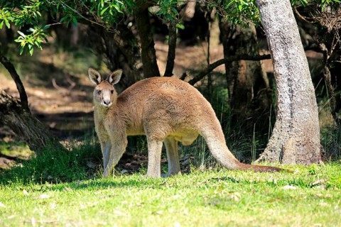 Eastern grey kangaroo