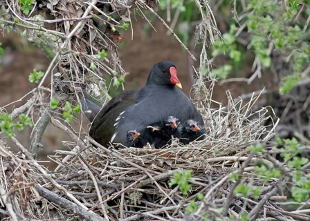 Moorhen