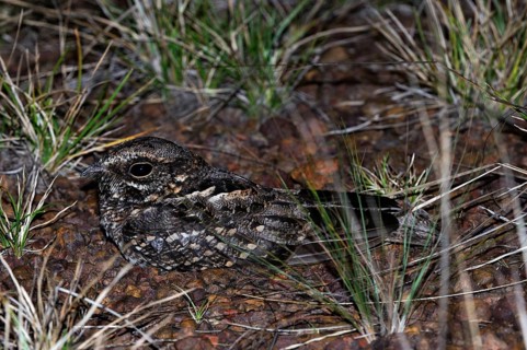 Rusty Nightjar
