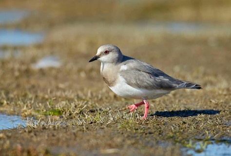 Adult magellanic plover