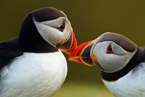 Atlantic puffin