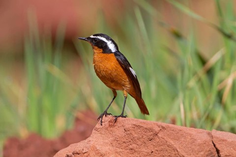 Diadem Redstart