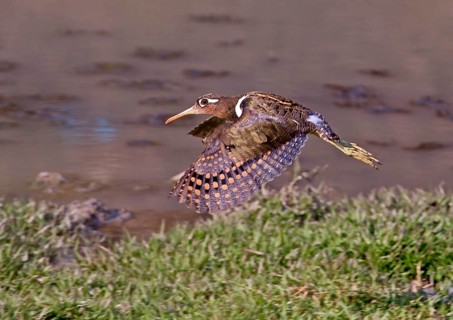 Great Snipe