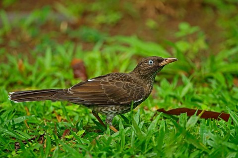 Pearly-eyed Thrasher
