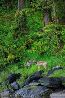Grey gray wolf