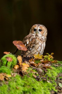 Tawny owl