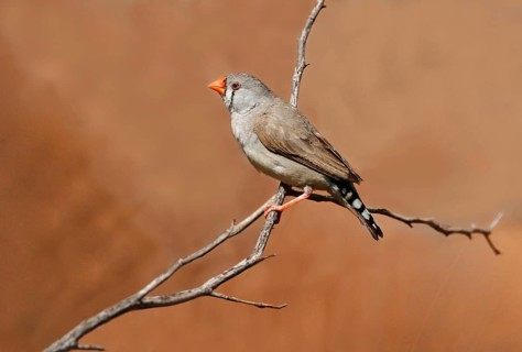 Zebra Finch