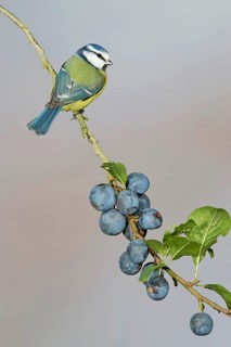 Blue Tit