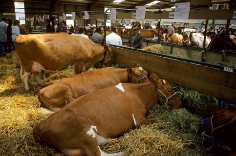 Cattle