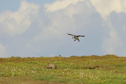 Puffin