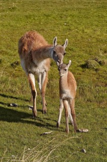 Guanaco