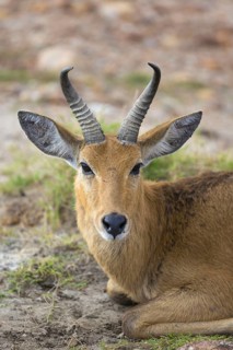 Bohor reedbuck