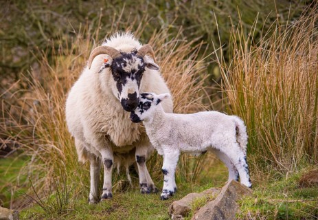 Domestic Sheep
