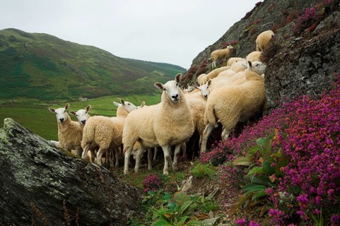 Domestic Sheep