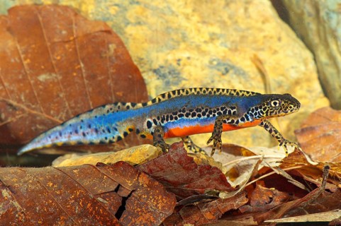 Alpine newt