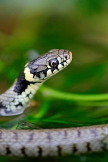 Grass Snake