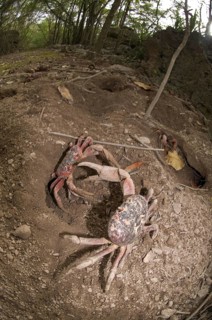 Christmas island red crab