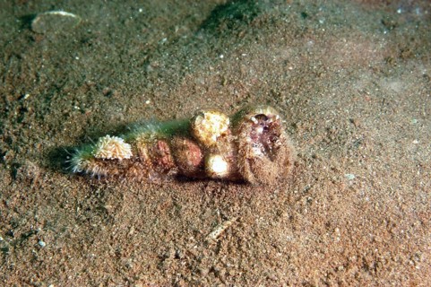 Hairy hermit crab