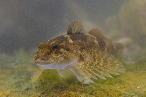Bullhead
