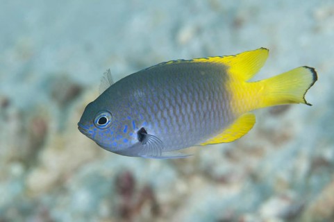 Adult black-mantled damselfish