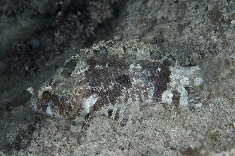 False scorpionfish