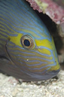 Elongated elongate surgeonfish