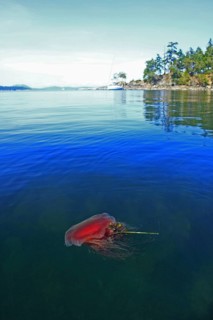 Lion's Mane Jellyfish
