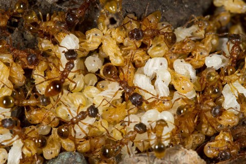 Red garden ant