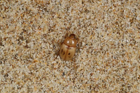 Darkling Beetle