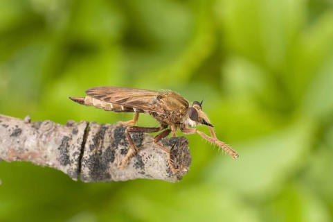 Asilus capraeniformis