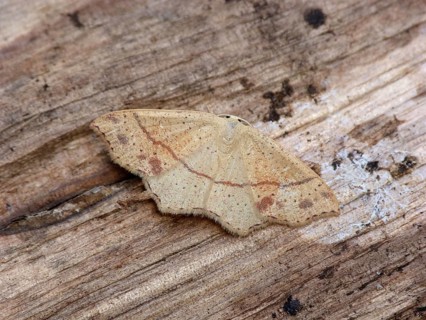 Dotted oak girdle moth