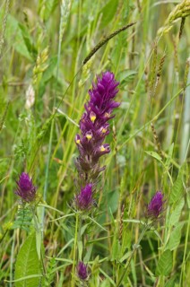 Field Cow-wheat