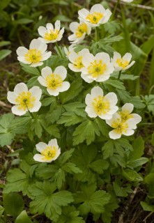 White Globeflower