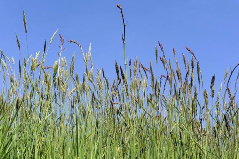 Sweet vernal grass