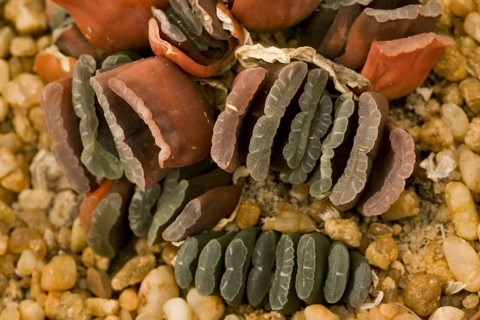 Horse's teeth
