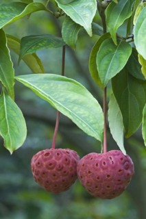 Cultivated dogwood