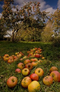 Cultivated apple tree