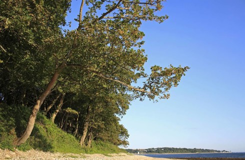 Sycamore