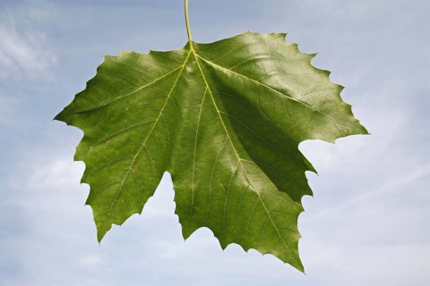 London Plane