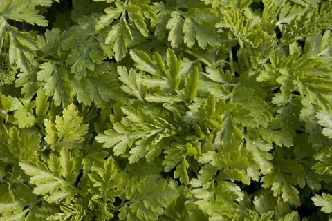 Feverfew