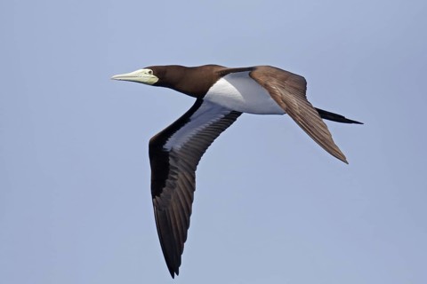 Brown booby