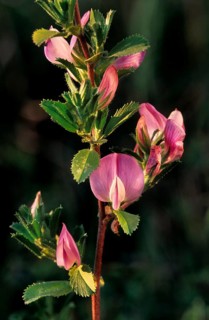 Spiny restharrow