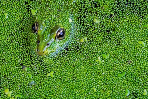 Edible frog