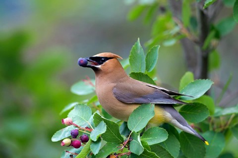 Cedar waxwings